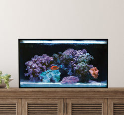 Elevated All in One Aquarium Kit